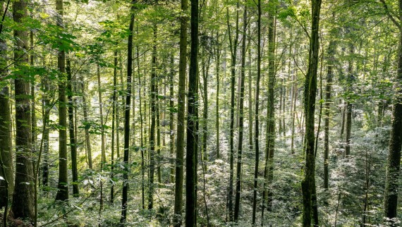 Puhastamine veega – kuidas Geberit AquaClean aitab puitu säästa